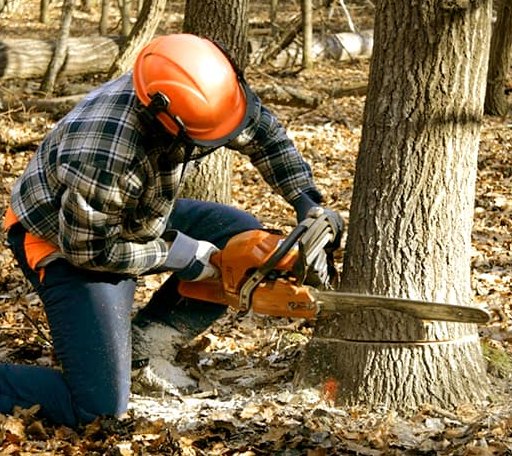 Tree Removal in Oak Hill, NY